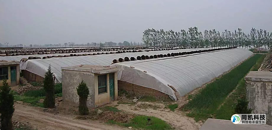 近期大棚蔬菜“着了凉” 菜农应该咋防治？