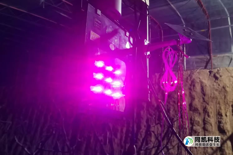 激光植物补光灯冬枣种植补光实景图
