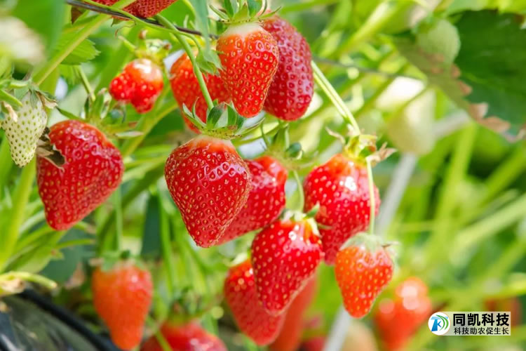 5fef2e6c1866c.jpg 01.jpg