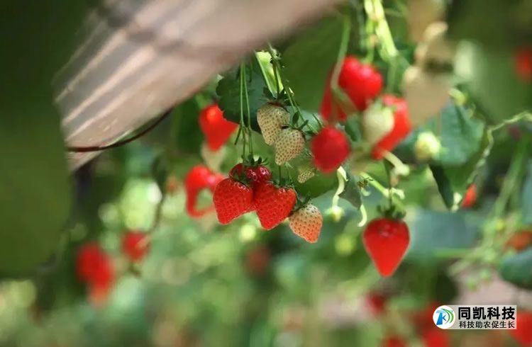 çº¢å½¤å½¤çèèä½ è½åå¤å°