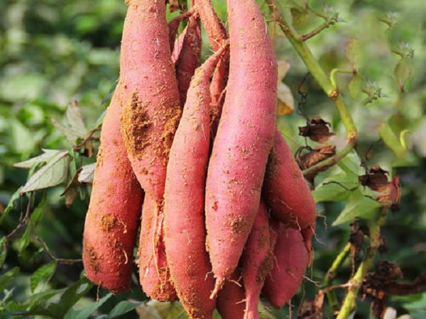 红薯健康生长对于补光的要求有哪些？