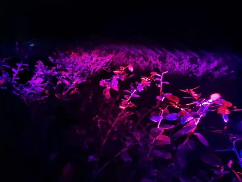 蓝莓需要补光灯？