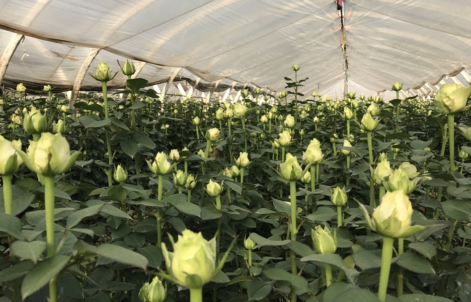 玫瑰花的栽培以及补光要求湿度要求