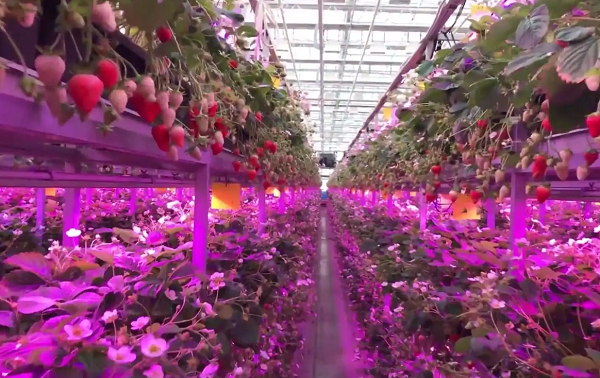 植物补光灯多少w才有效