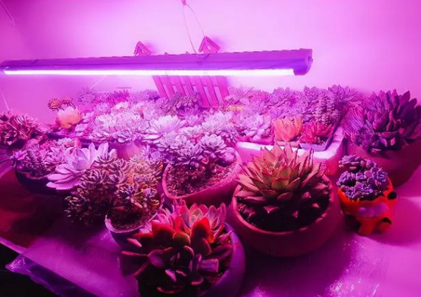 室内养花光照不足用什么代替