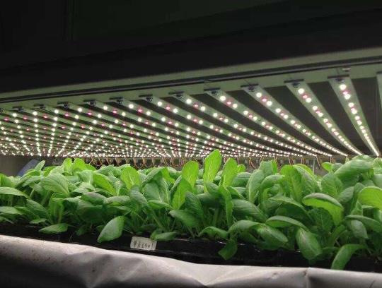 植物补光灯能替代阳光吗