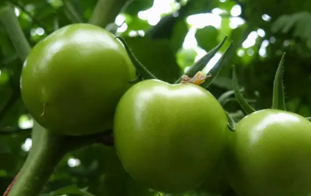 普通灯能给植物补光吗？