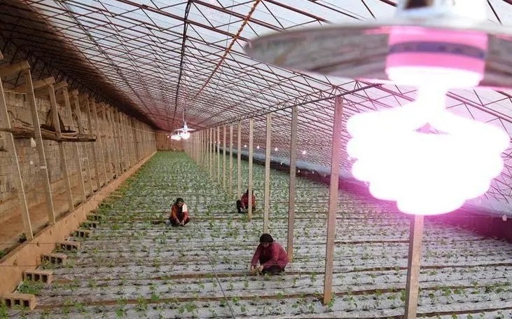 蔬菜大棚阳光不足如何补光